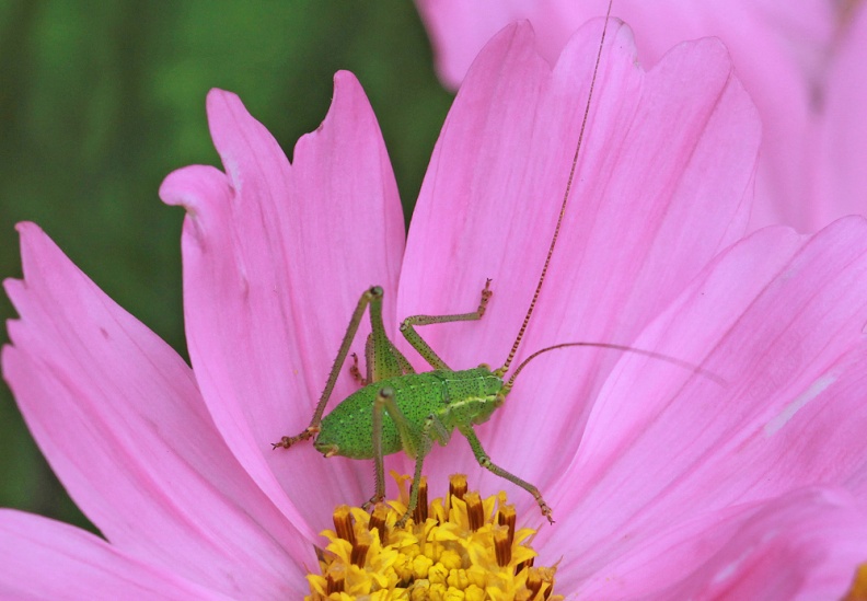 nymph June 2017 IMG_9886 +++ 1000 Sp Bu Cricket nymph BD 220617.jpg